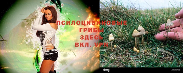 стаф Надым